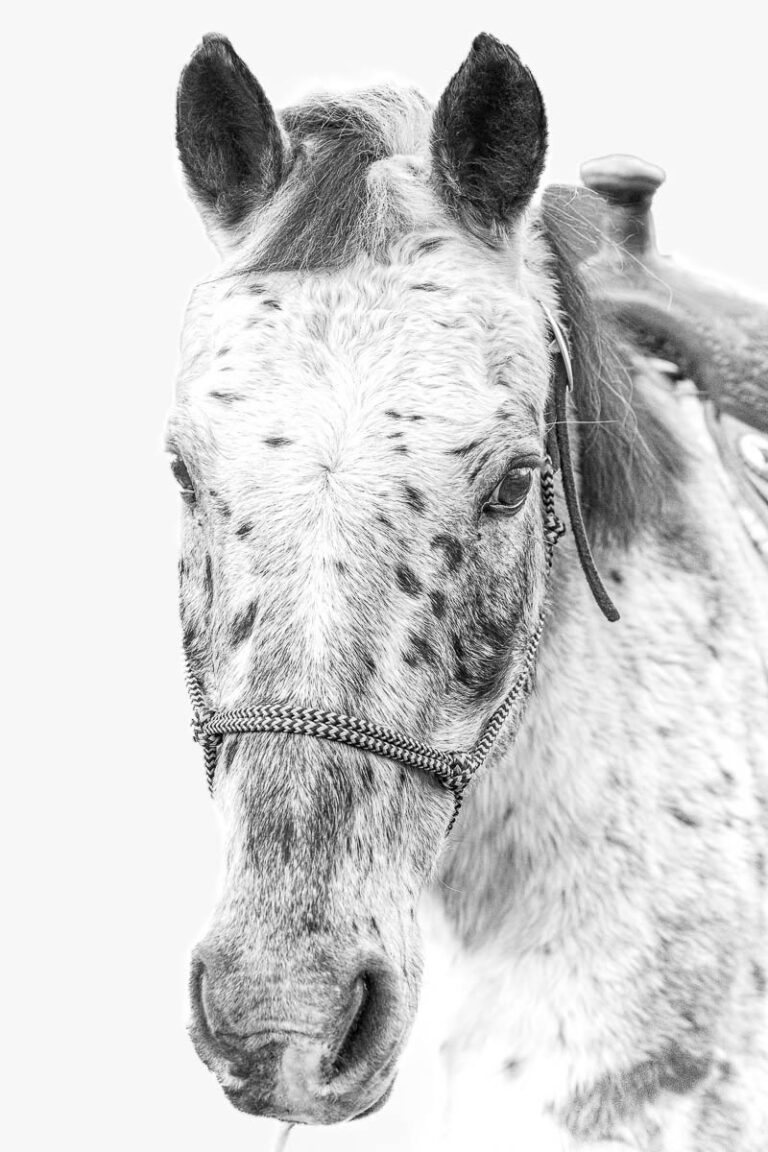 Horse Portrait Fine Art