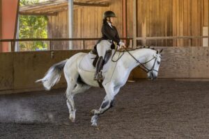 dressage competition