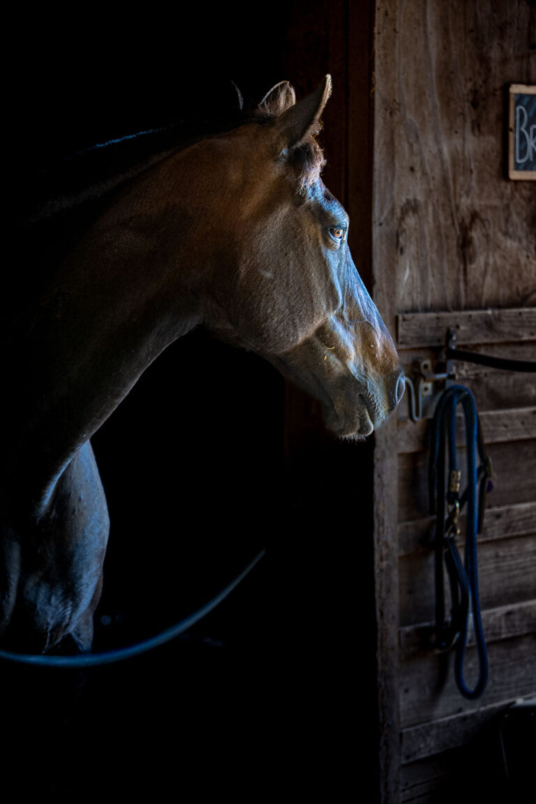 horse stables
