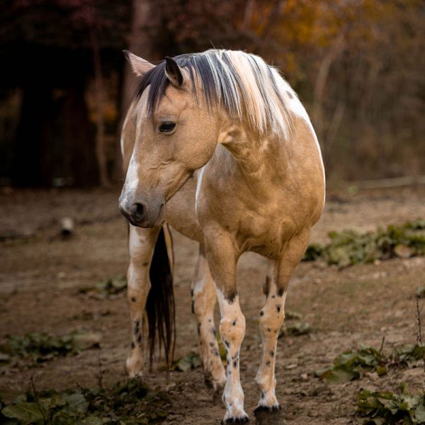 Candid Horse Image